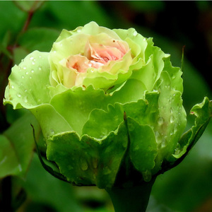 绿星大花月季花苗绿色玫瑰四季开花庭院阳台浓香花卉盆栽好养植物