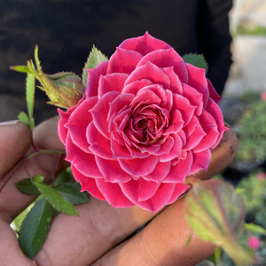 阳台微月马里奥塔新西兰微月深粉微型多头勤花盆栽阳台月季新品