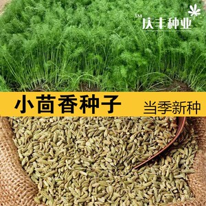 茴香种子 小茴香籽 怀香香丝菜种 散装蔬菜种子 四季播耐寒老品种