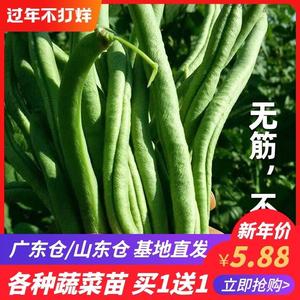 农家无筋豆豆架豆王种子种籽冬豆种四季豆豆角芸豆扁豆蔬菜孑子