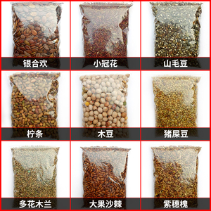 护坡灌木种子多花木兰胡枝子马棘柠条小冠花猪屎豆银合欢紫穗槐