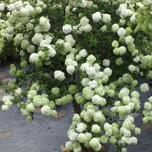 植奴 中华木绣球大花斗球耐寒庭院花园大型植物盆栽木本绣球花苗