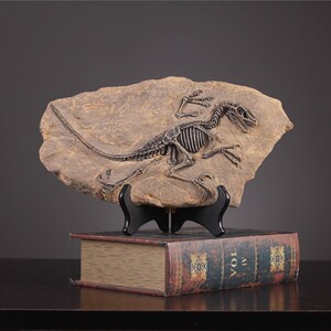 【小恐龙化石标本】小恐龙化石标本品牌,价格 - 阿里巴巴