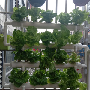 阳台菜园种植立体种菜设备