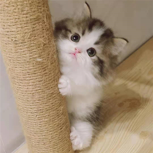 纯种拿破仑长毛猫高地矮脚猫幼猫曼基康活物幼崽宠物猫咪活体幼猫