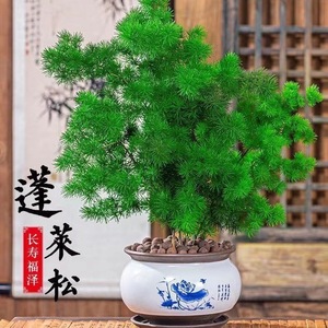 蓬莱松盆栽植物室内老桩花卉绿植招财水培好养活客厅迎客松小盆景