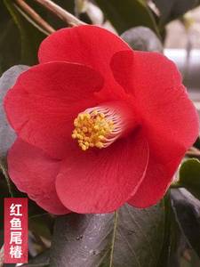 龙岩名贵好养的花卉日本鱼尾叶椿山茶花盆栽树苗稀有植物室内花