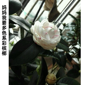 彩槟榔茶花