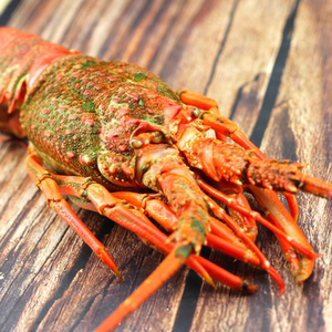 进口南非龙虾仔 澳洲龙虾 生猛海鲜水产 250g/只 2只装 龙虾美味