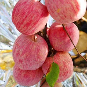 23年新鲜现摘山东烟台红富士苹果5斤脆甜条纹应季苹果水果包邮10