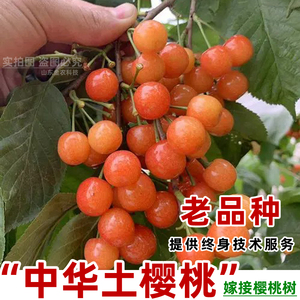 嫁接中国土樱桃苗黄美小樱桃树苖蜜甜老品种盆栽地栽当年结果