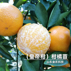 广西皇帝柑贡柑 桔子苗 橘子树苗 桔子蜜桔橘子柑橘当年结果