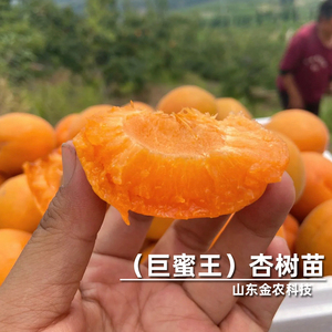 嫁接巨蜜王杏树苗特大离核甜杏子苗北南方种植当年结果果树果苗