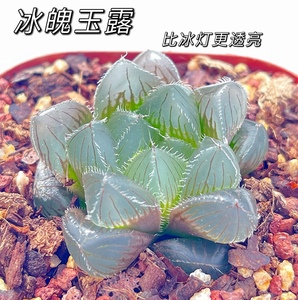 冰魄玉露十二卷 多肉植物4cm左右大小如图超亮超透玉露9.9 28包邮