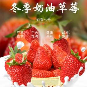 云南红河冬季奶油草莓（妙香七号）新鲜采摘人工精美包装产地直发