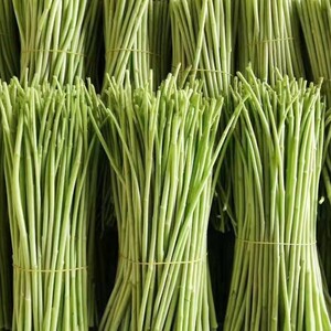 藜蒿/芦蒿云南野菜当季藜蒿新鲜藜蒿野生蔬菜野菜藜蒿鲜嫩藜蒿