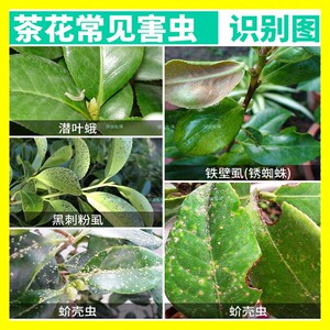 山茶花桂花树专用药爪兰花卉盆栽绿植物苗木蚧壳虫打灭杀虫剂农药