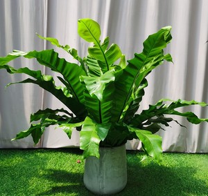 大型宽叶鸟巢蕨盆栽室内观叶植物耐阴肾办公室客厅净化空气
