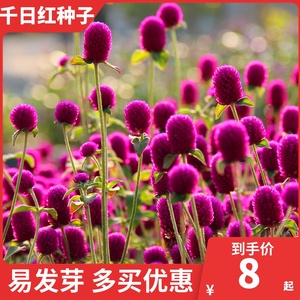 千日红种籽千日紫种子百日红火球花种干花四季观花阳台盆栽花籽