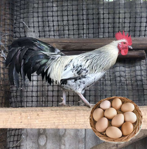 鹊山鸡种蛋受精蛋