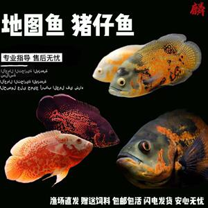 【地图鱼中大型】地图鱼中大型品牌,价格 - 阿里巴巴