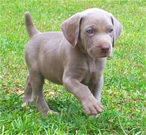 魏玛犬幼犬