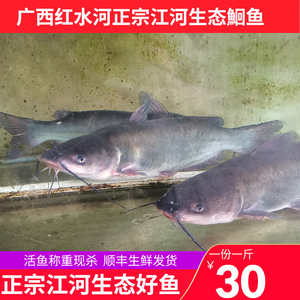 江团鱼鲜活