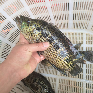 江河淡水石斑鱼广西红水河花罗非花鳜鱼花斑鱼老虎斑鲜活现杀新鲜