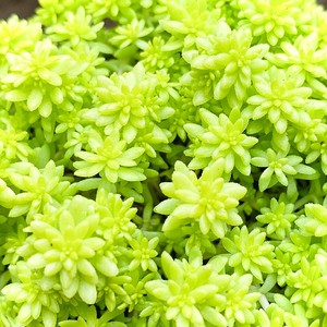云南多肉植物 黄金薄雪万年草 办公室室内好养绿植小盆栽花卉肉肉