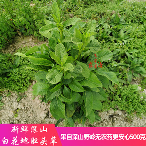 新鲜白花地胆头草深山广东煲汤料养生中草药材中药土柴胡苦地胆草