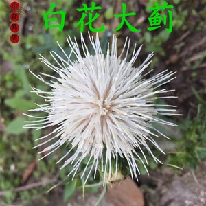 白花大蓟根 鸡母刺头 刺萝卜根 种苗新鲜晒干自选 煲汤食材