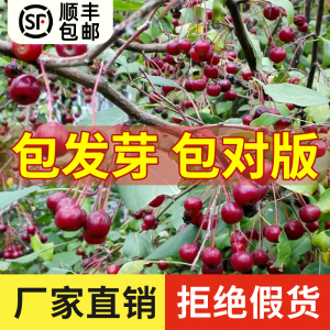 山丁子种子 甜茶种子 山荆子嫁接树种子砧木种子原生海棠种子