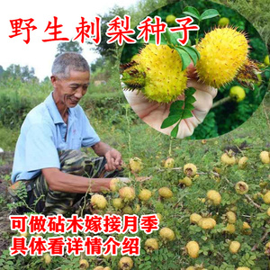 新采野生刺梨种子刺梨果树种籽子水果种食用四季可做砧木嫁接月季