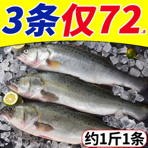 新鲜海鲈鱼3条450-550g/条冷冻海鲜水产深海捕捞七星海鲈鱼花鲈鱼