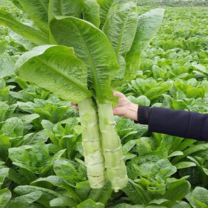 莴笋种籽四季南方蔬菜种孑莴苣种子春季青笋菜籽种菜子种大全农家