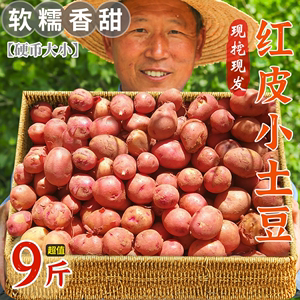 2024云南红皮土豆新鲜红皮黄心马铃薯小洋芋富硒红土豆整箱10斤