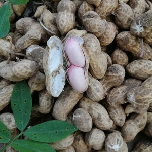 2020新鲜湿花生带壳粉红皮现挖现发山东农家自种沙土地5斤装包邮