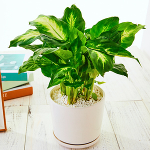 粉黛万年青盆栽室内水培四季青银皇后客厅绿植吸甲醛净化空气植物