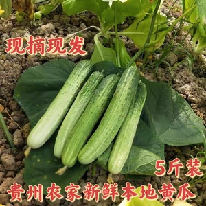 贵州特产农家新鲜蔬菜老品种嫩黄瓜绿皮八月小青瓜仔青菜嫩瓜包邮