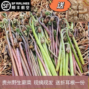 贵州新鲜野生甜蕨菜龙爪菜山野菜蔬菜现摘现发食用折耳根500g包邮