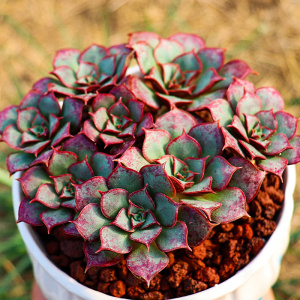 多肉原始罗西玛多肉植物12厘米大棵一体桩绿植花卉办公室桌面盆栽