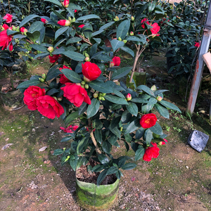 四季茶花夏日七心树苗盆栽带花苞重瓣新品种阳台植物花卉开花不断