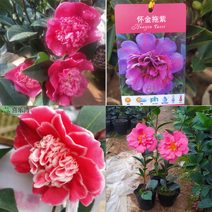 夏梦系列茶花