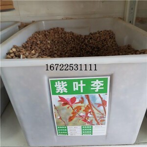 紫叶李种子李子树红叶李大叶四季国产苗木多年生臭李种籽