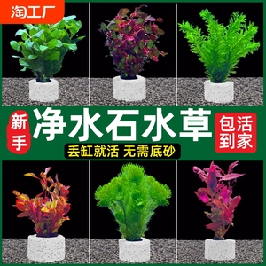 鱼缸水草植物真草造景阴性水榕蜈蚣绿菊净水新手装饰套餐懒人九冠