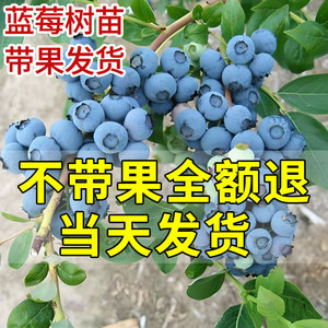 蓝莓树果苗带大果蓝莓苗盆栽地栽南北方种植苗奥尼尔l25果树阳台