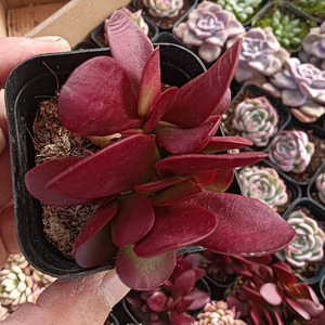 80我风无痕迹淘宝火祭多肉植物紫蝶 劳伦斯 红叶祭多头群生小老桩