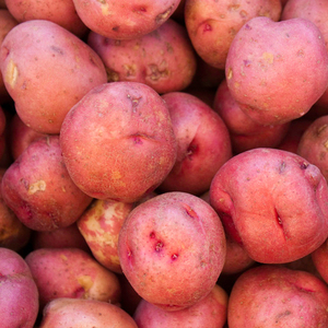 内蒙古乌兰察布察右后旗特产红土豆马铃薯8斤红皮沙面粉糯现挖