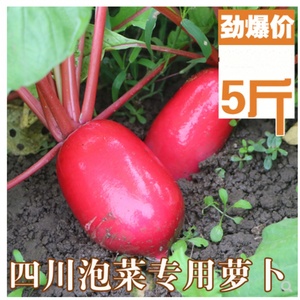 四川特产新鲜红萝卜红皮萝卜水萝卜泡菜胭脂萝卜5斤包邮