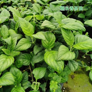 云南糯米香茶树苗食用香草绿植盆栽浓香型糯米香茶苗叶子泡茶植物